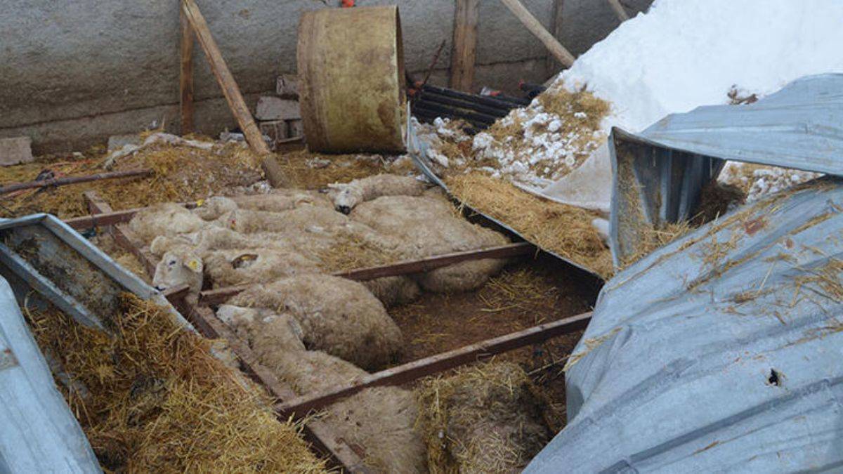 Ağılın çatısı çöktü; 30 koyun öldü