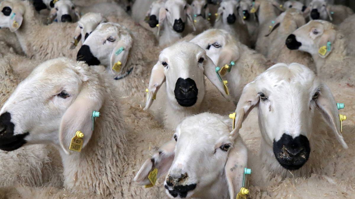 Islah edildiler, ikiz doğumlar arttı