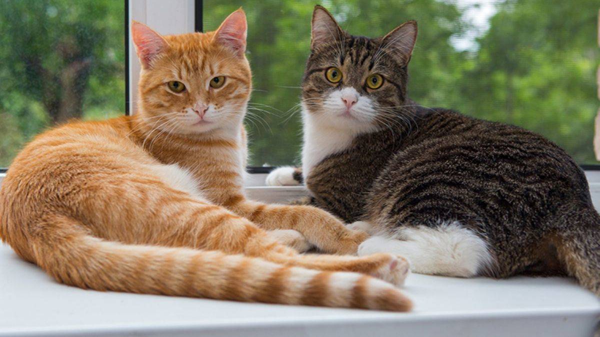 Araştırma: Kediler evcilleştirilince beyinleri önemli ölçüde küçüldü