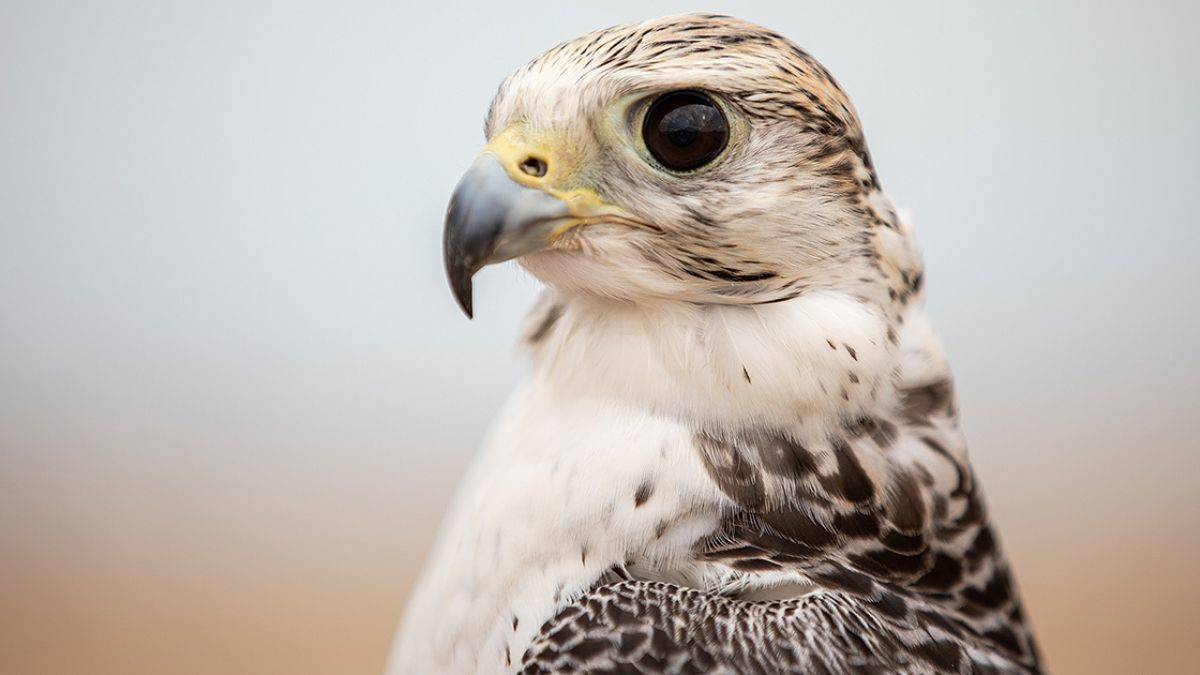 Katarlıların tutkulu şahin geleneği