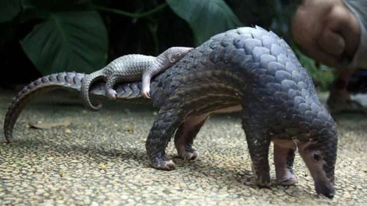Kongo'da isyancılar pangolini rehin alıp fidye istedi