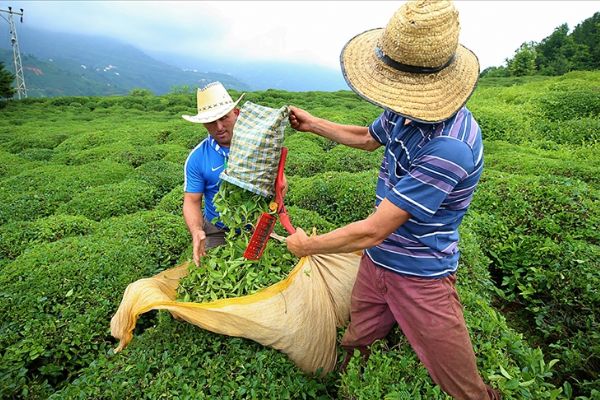Kar, çayda kalite ve verimi artıracak