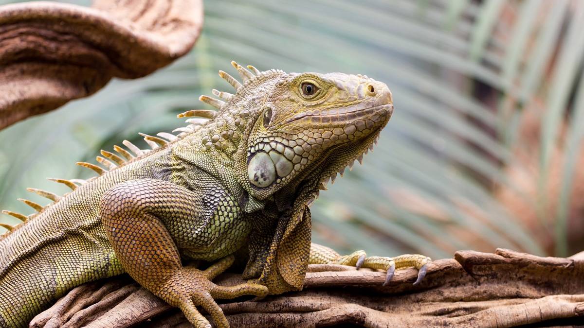 ABD'de ''iguana yağabilir'' uyarısı