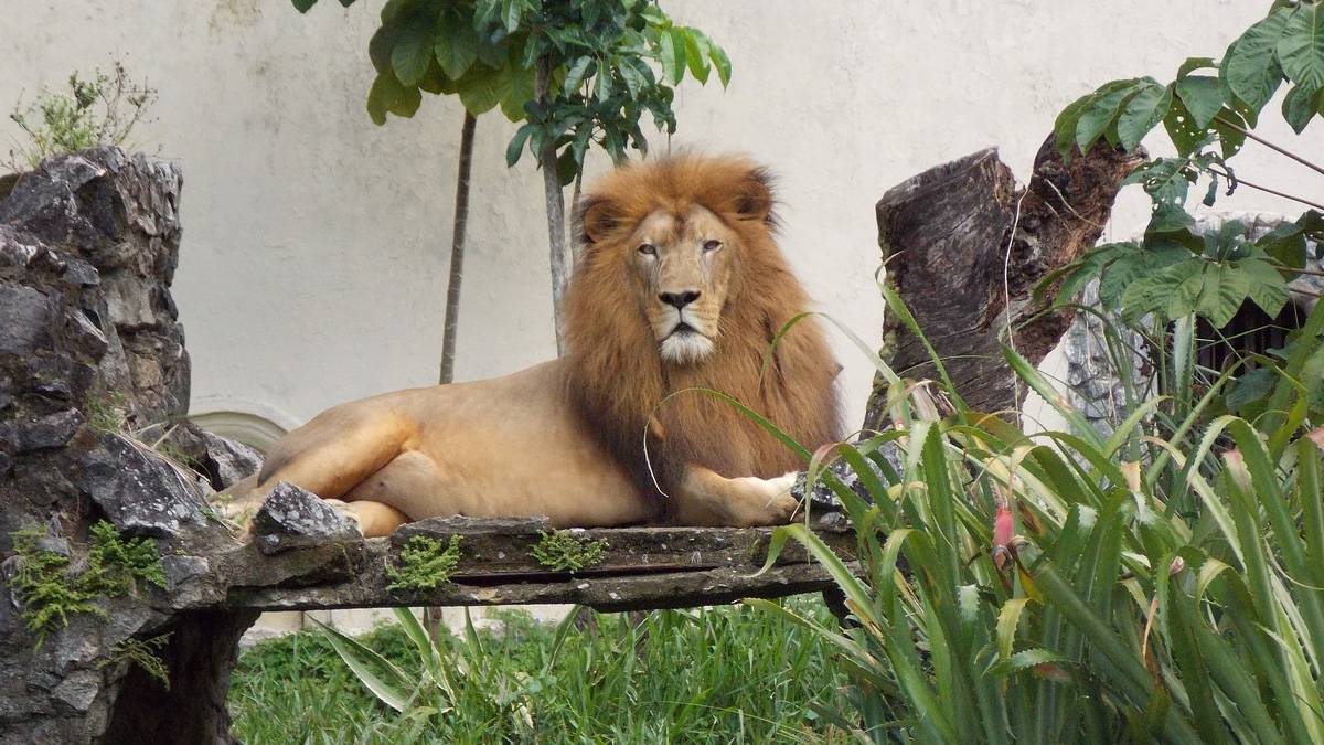 Hayvanat bahçesinde dehşet! Kafesinden kaçan aslan bakıcısını öldürdü