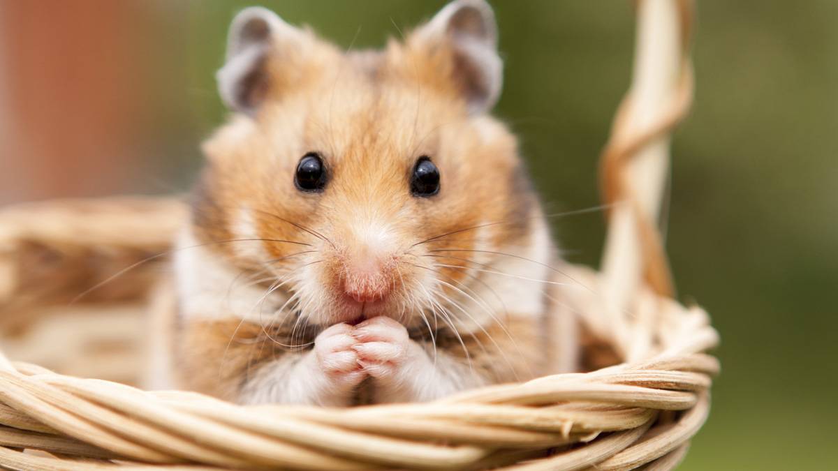 Koronavirüs, hamsterlardan insanlara bulaşıyor!