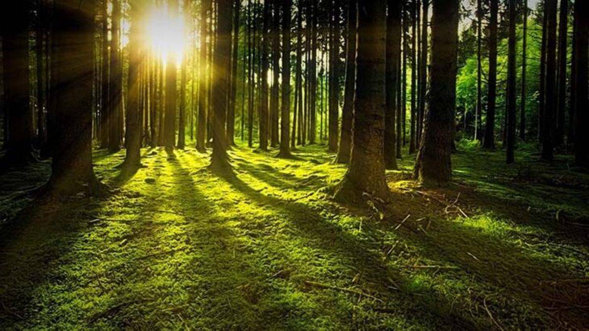 Dünyada 9,200 çeşit keşfedilmemiş ağaç türü var