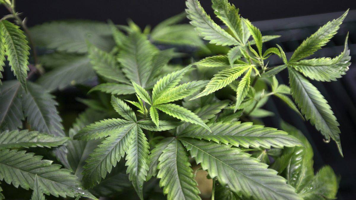 ABD'nin bir eyaletinde marihuana kullanımına izin verildi