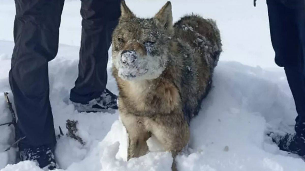 Eksi 30'ları gören hava ayakta dondurdu