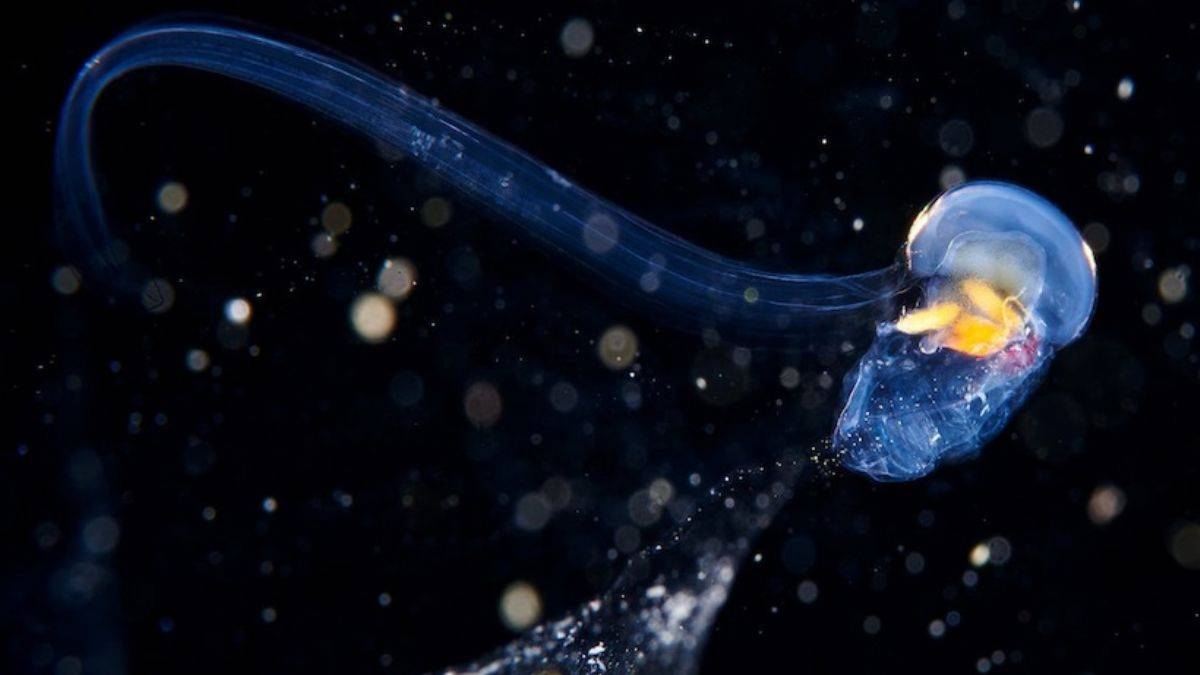 Okyanus tabanında şimdiye kadar bilinmeyen canlılardan oluşan bir 'Dünya' olduğu keşfedildi