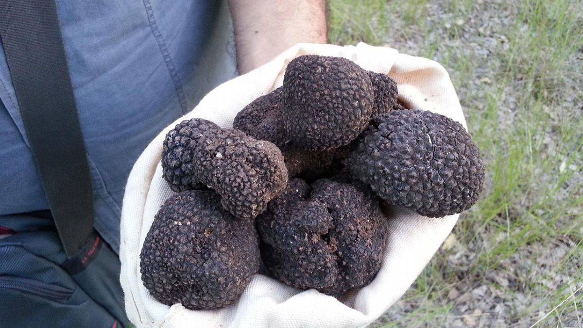 Trüf mantarı toplamak için işinden istifa etti; kilosu 150-800 avro