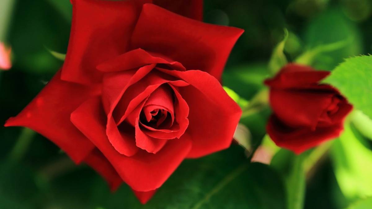 Sevgililer Gününde bir gül ne kadar? Kırmızı gül fiyatı kaç TL? (14 Şubat)