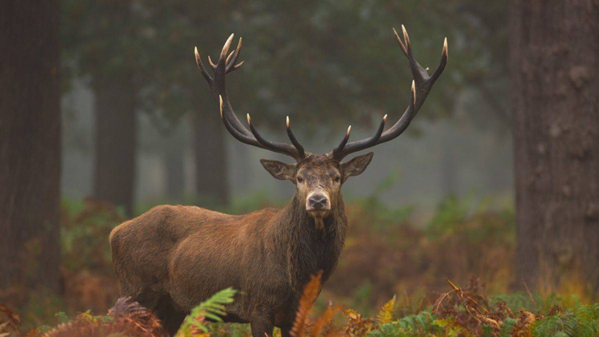 Vahşi bir hayvanda ilk kez Omicron'a rastlandı