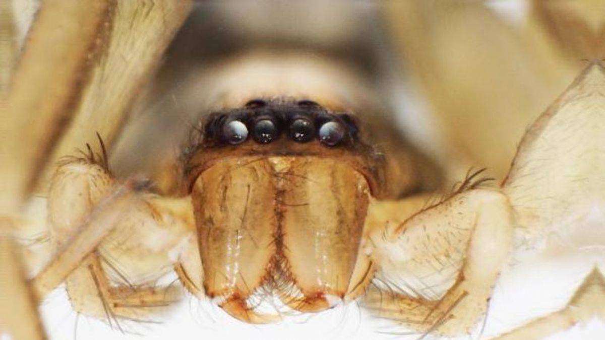 Kahramanmaraş'ta yeni keşfedilen örümceğe 'Turkocranum' ismi verildi