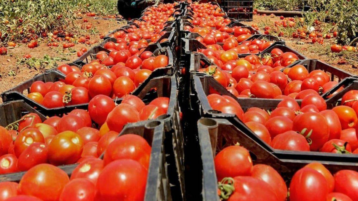Rusya'dan domates kotasını artırma sinyali