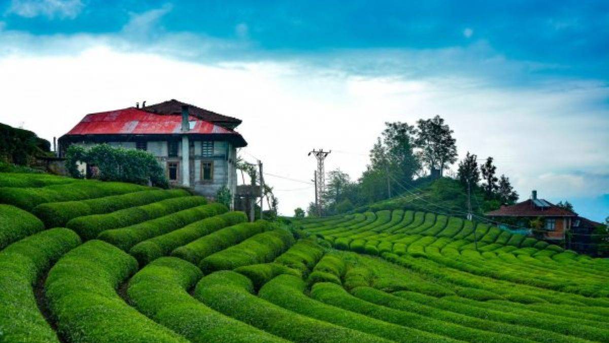 Rüyada çay görmek ne anlama gelir?