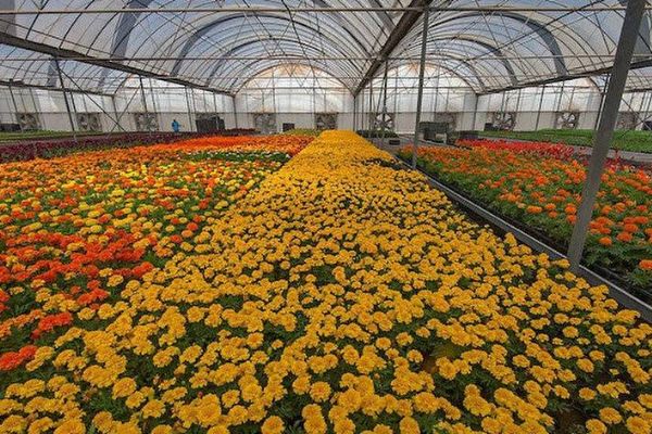 139 çeşit tıbbi aromatik ve süs bitkisine Hazine desteği! Yerli üretim, Hazine taşınmazları ile destekleniyor