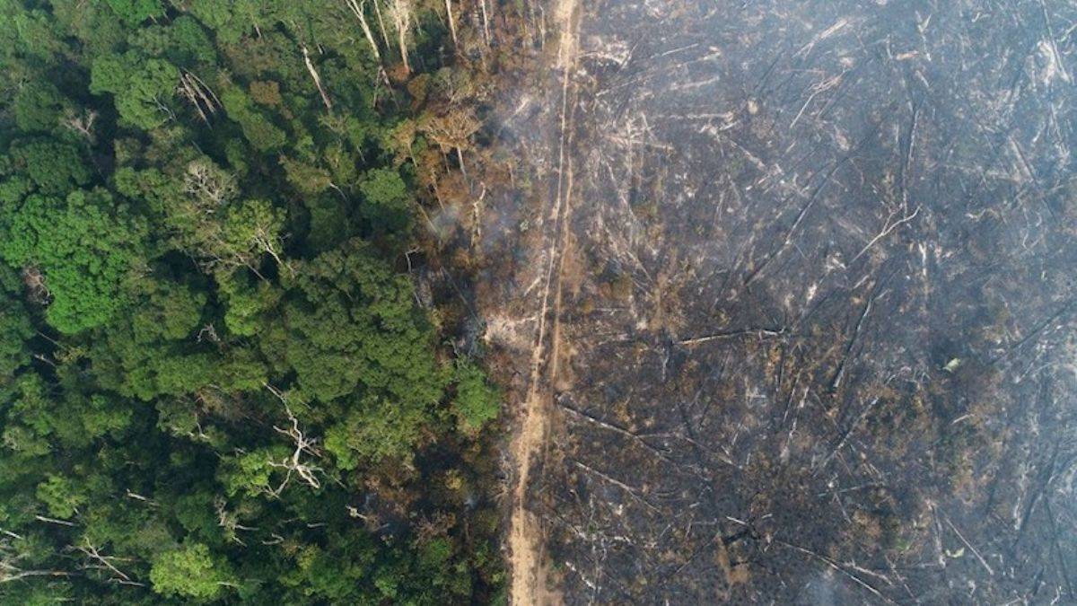 Amazon ormanlarında kayıp büyüyor: Kesilen ağaç sayısı 5 kat arttı