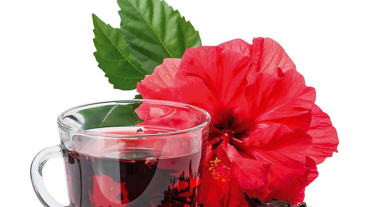 Şifalı Afrikalı: Hibiskus