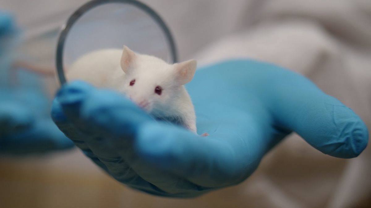 İsviçre'de hayvanların denek olarak kullanılmasına onay