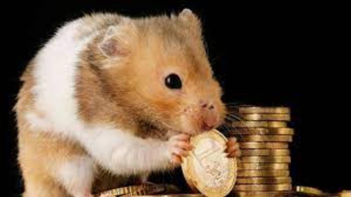 Hamster coin nedir? Hamstercoin ne kadar oldu?