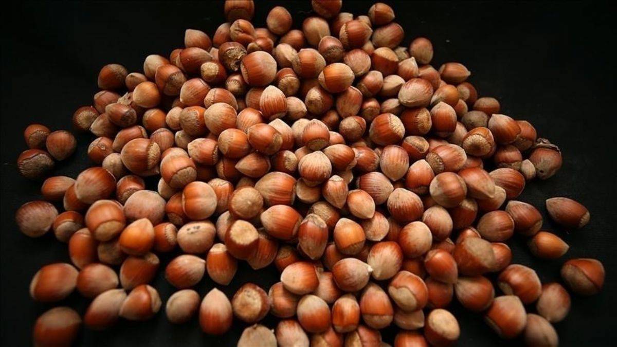 Toprak Mahsulleri Ofisi kabuklu fındık satışına başladı