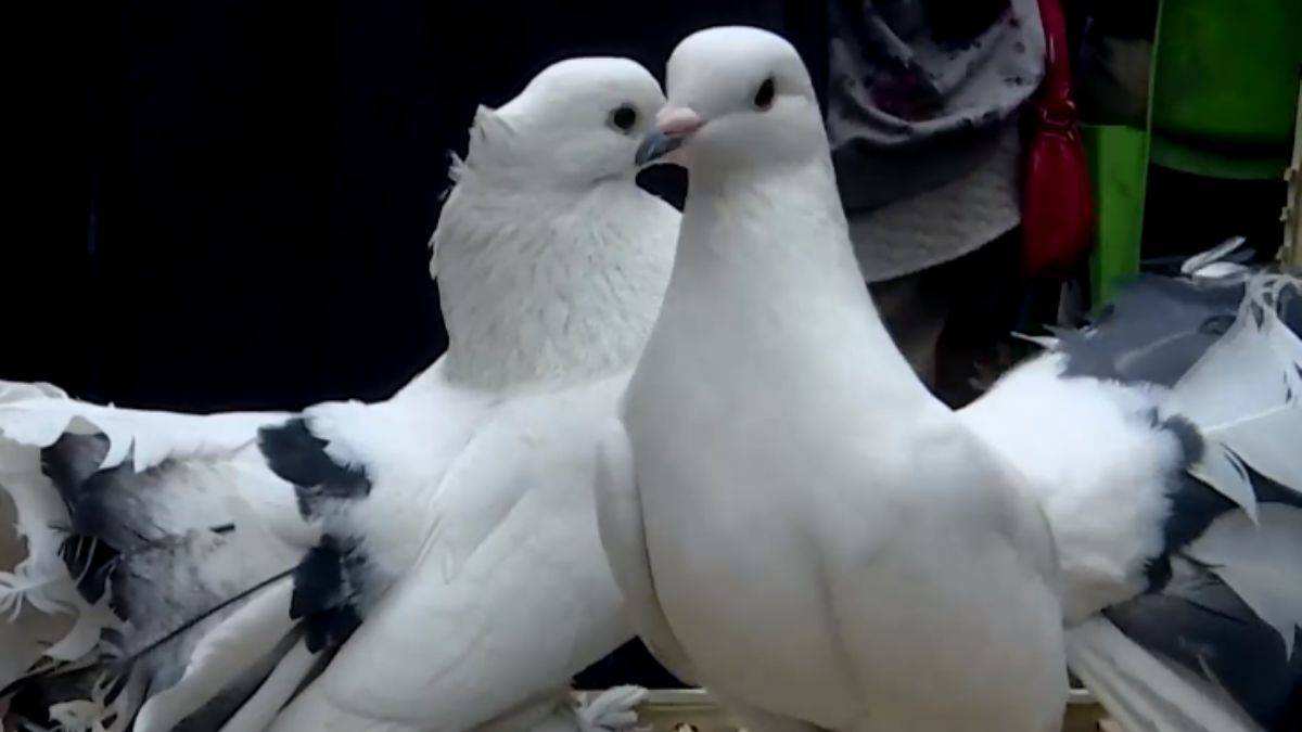 Bağdat'ta hayvanseverlerin buluşma noktası 'El-Gazıl Çarşısı'