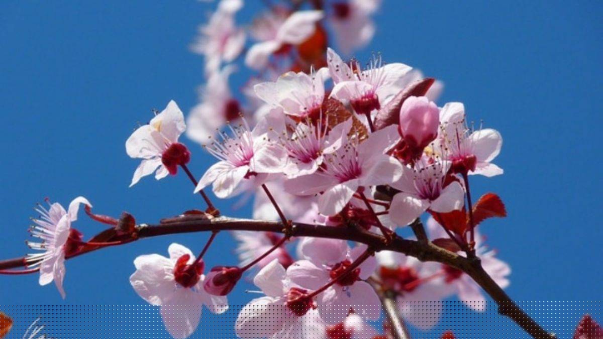 Cemre nedir? Cemre hangi aylarda nereye düşecek? I 2022 Cemre düşme ayları nedir?