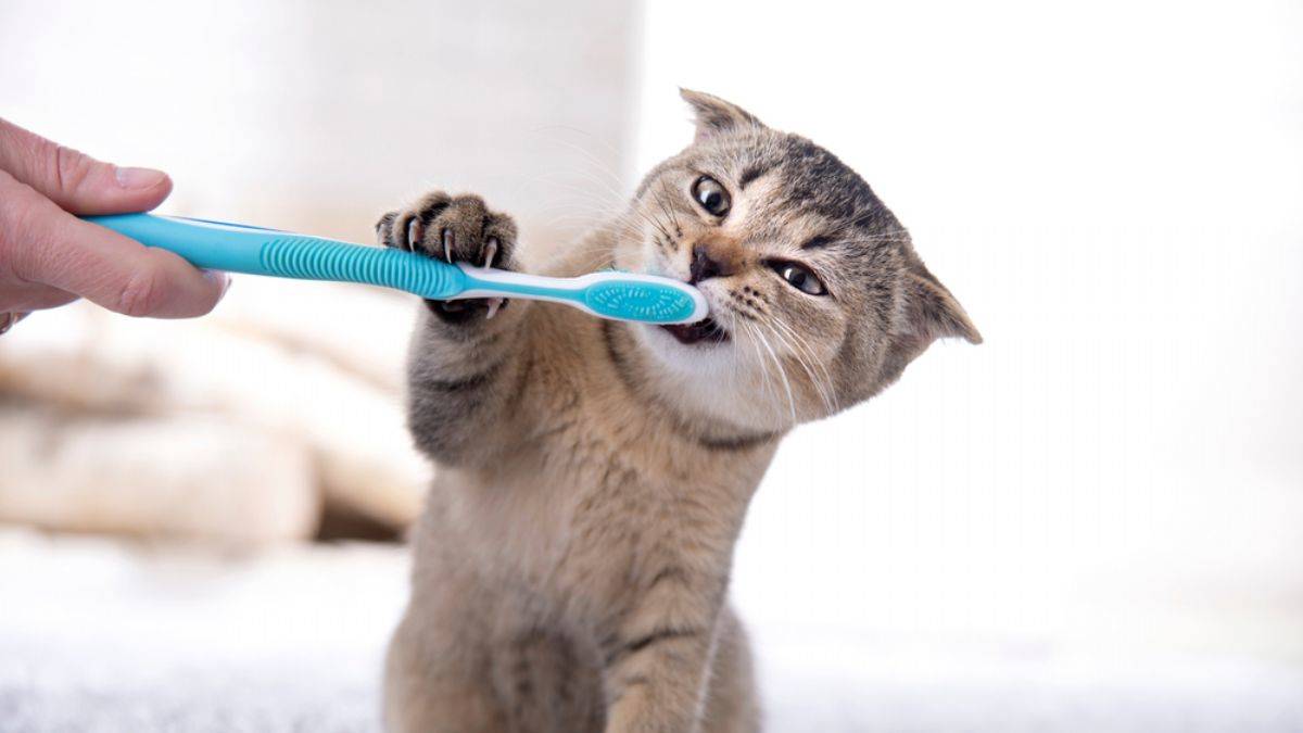 Ev kedileri nasıl beslenir? Evde kedi bakımı nasıl yapılır?