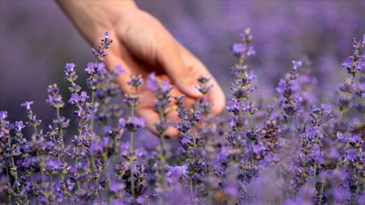 Ağrı Dağı’nın volkanik arazisinde şifalı lavanta yetiştirildi