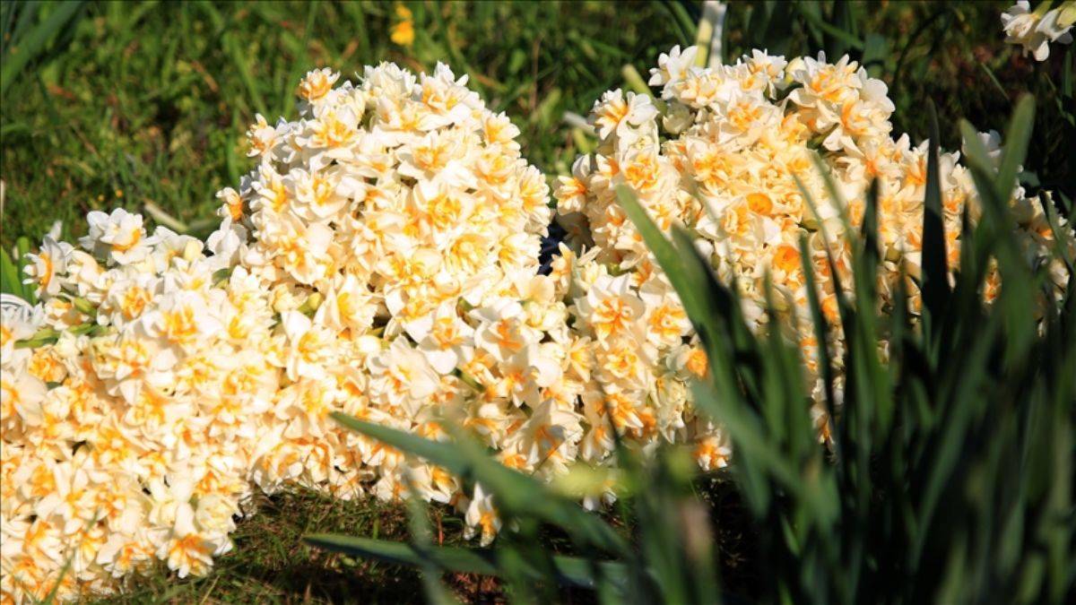 Nergis çiçeği kadınların ekmek kapısı oldu