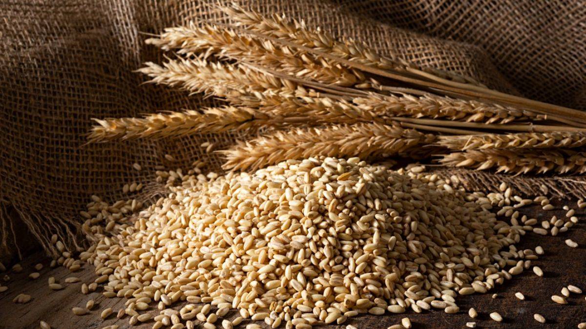 Buğday fiyatları yükseldi mi? Rusya Ukrayna savaşı buğdayı nasıl etkiler? Buğday fiyatları arttı mı?