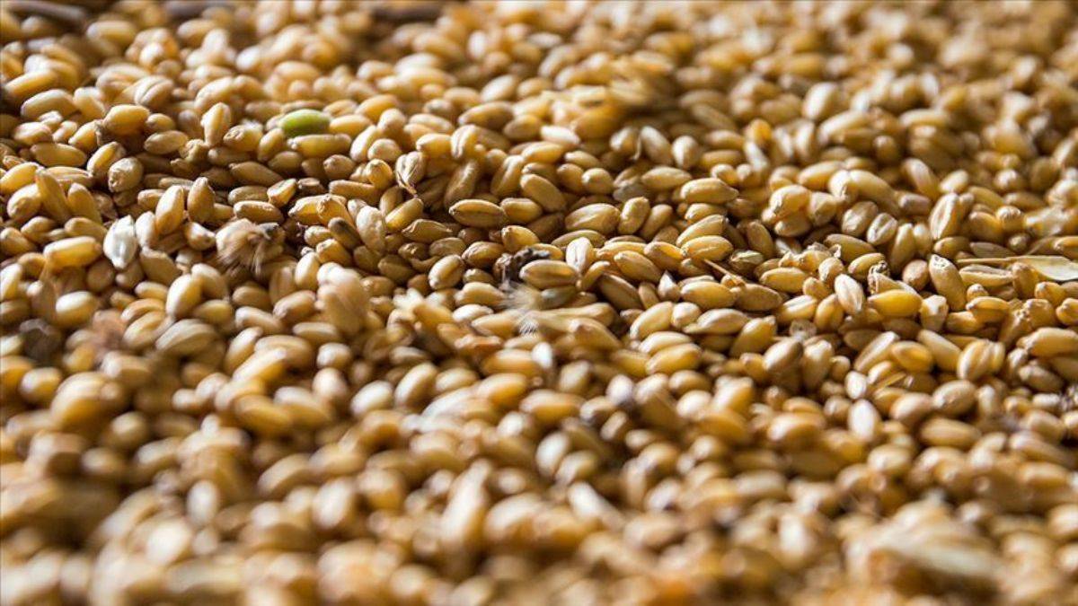 Buğday krizi büyüdü! Türkiye’de durum ne?