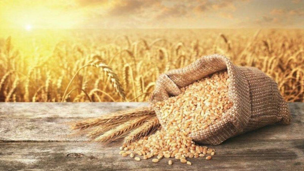 Buğday fiyatlarında artış açıklandı: Buğday fiyatları ne oldu?