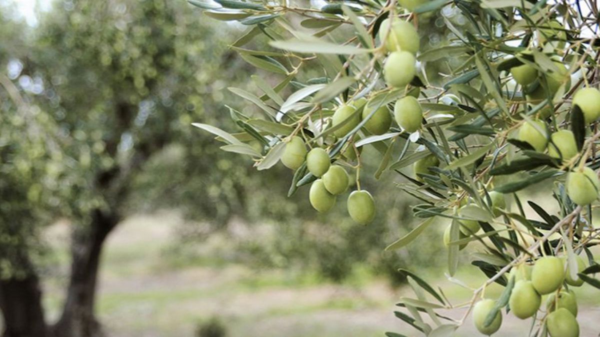 Bakanlıktan 'Zeytinlikler'le ilgili açıklama