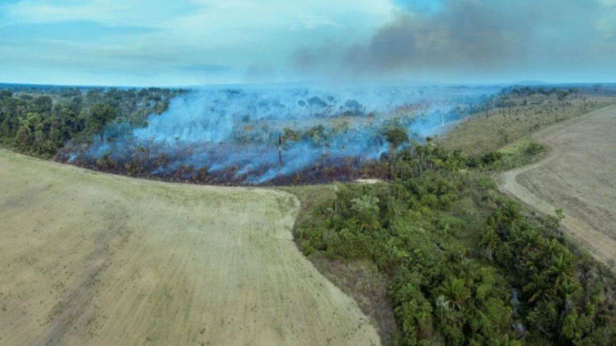 ‘Dünyanın Akciğerleri’ olarak bilinen Amazon ormanları kritik eşiğe yaklaşıyor