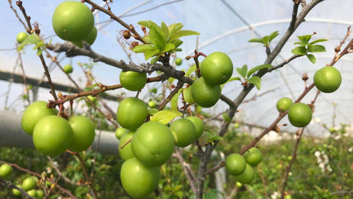 Yılın ilk eriği, kilosu 600 TL'den satıldı