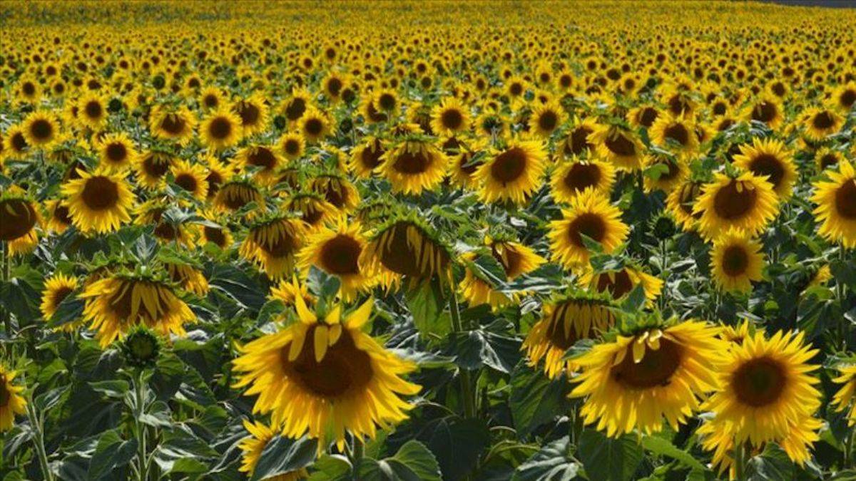 Resmi Gazete'de 'yağlık ayçiçeği' kararı