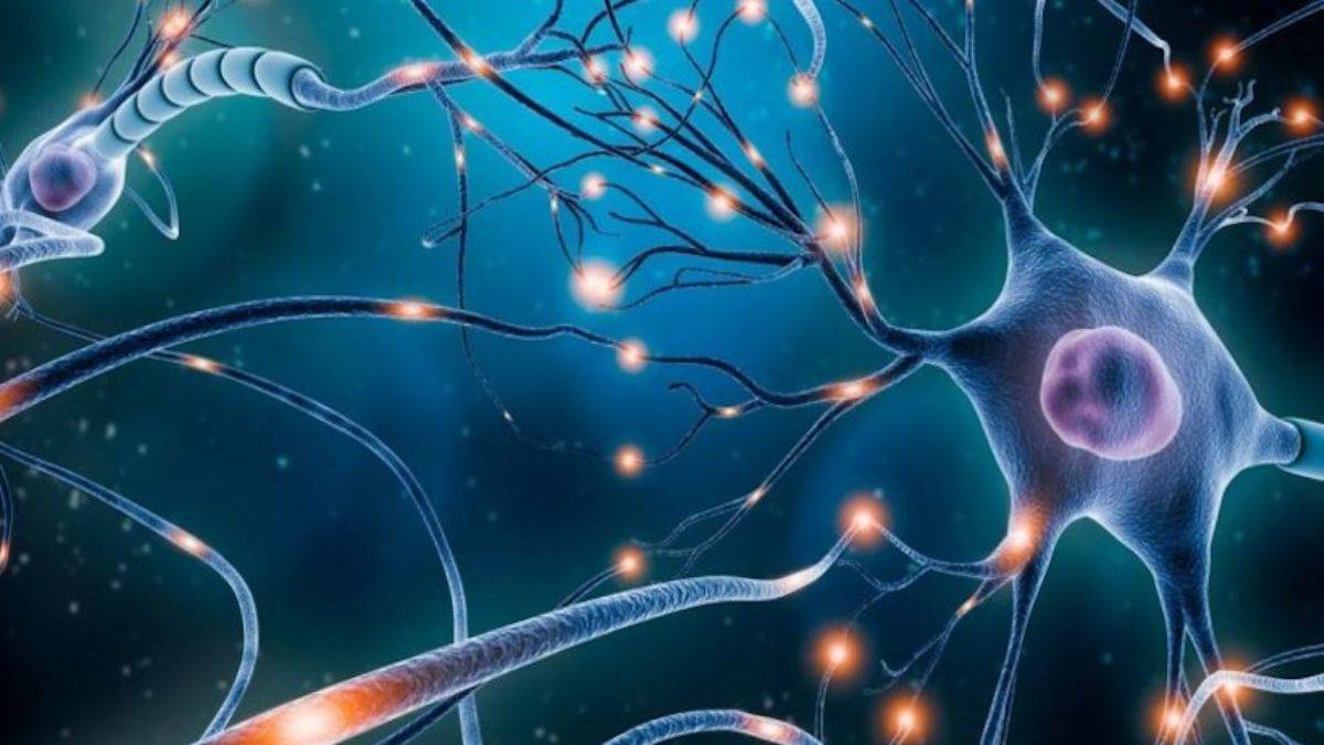 Solucanların da kompleks kararlar verebildiği keşfedildi