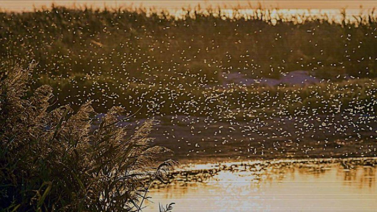 Genetiği değiştirilen milyarlarca sivrisinek doğaya salındı