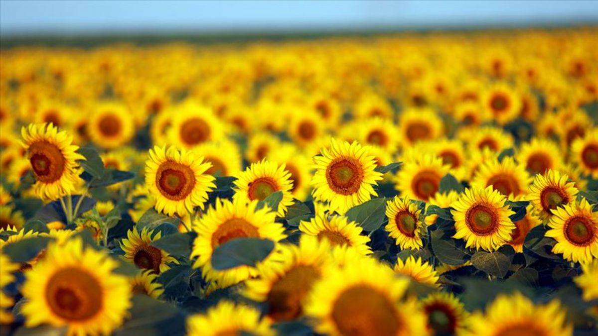 Çorum'da 1820 çiftçi ayçiçeği ekecek