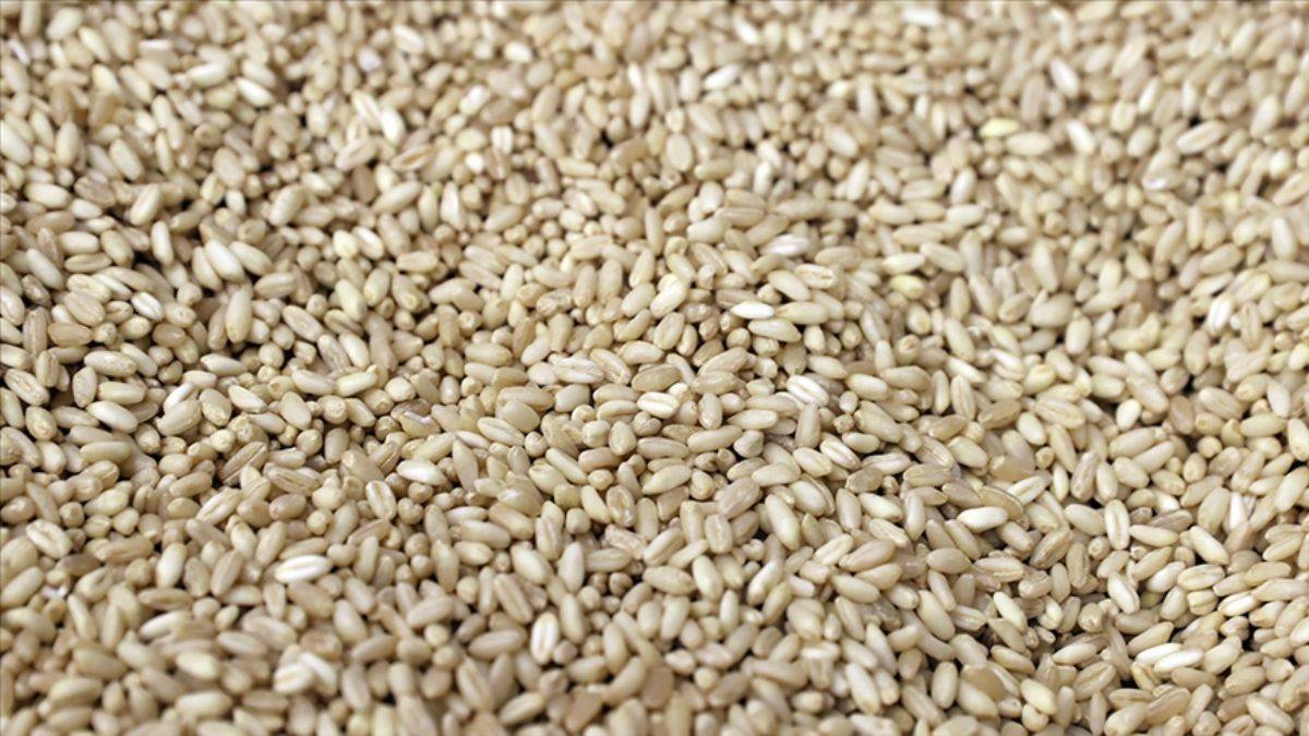 Rusya’dan tahıl ürünleri ihracatı açıklaması