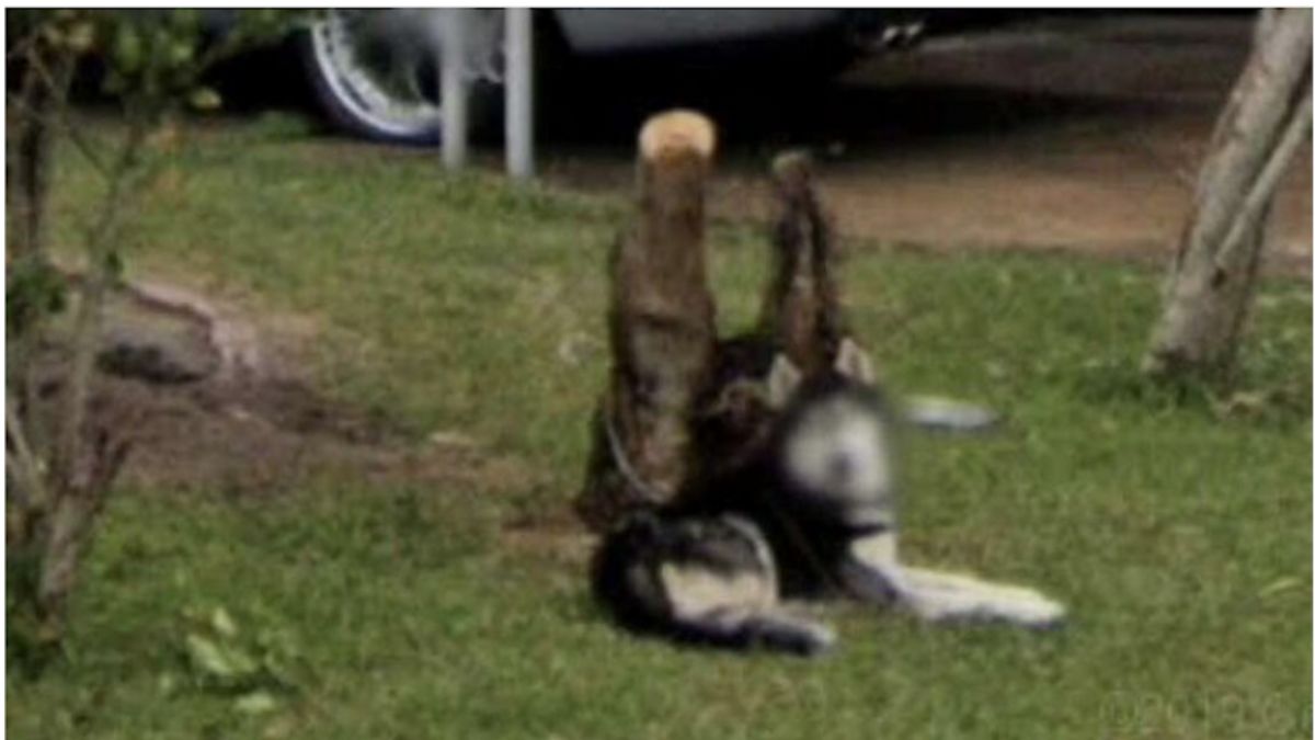 Google haritalar, bazı hayvanların yüzlerini neden bulanıklaştırıyor?