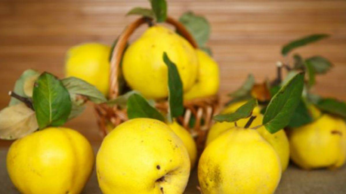 Ayvanın faydaları nelerdir?