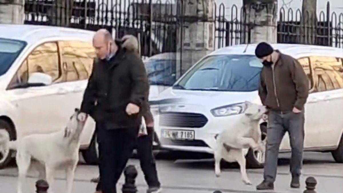 İstanbul'da sokak köpeği yoldan geçenleri ısırdı