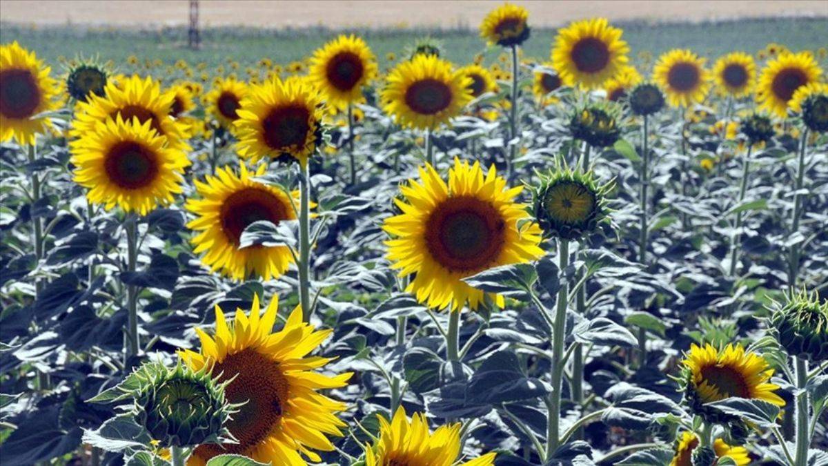 Yağlık ayçiçeği ekimi; hiç sulamadan 20 kat verim!