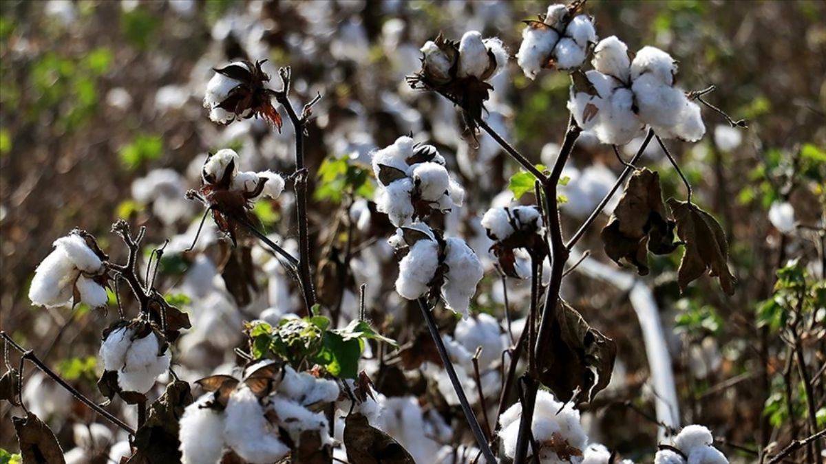 Tarım emtia fiyatları arttı; Pamuk zirvede!