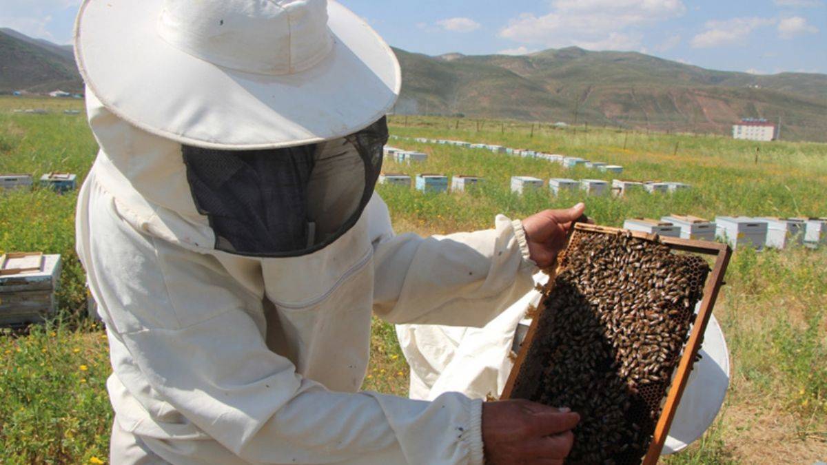 Tarım ve Orman Bakanlığı'ndan arıcılara ilave şeker desteği
