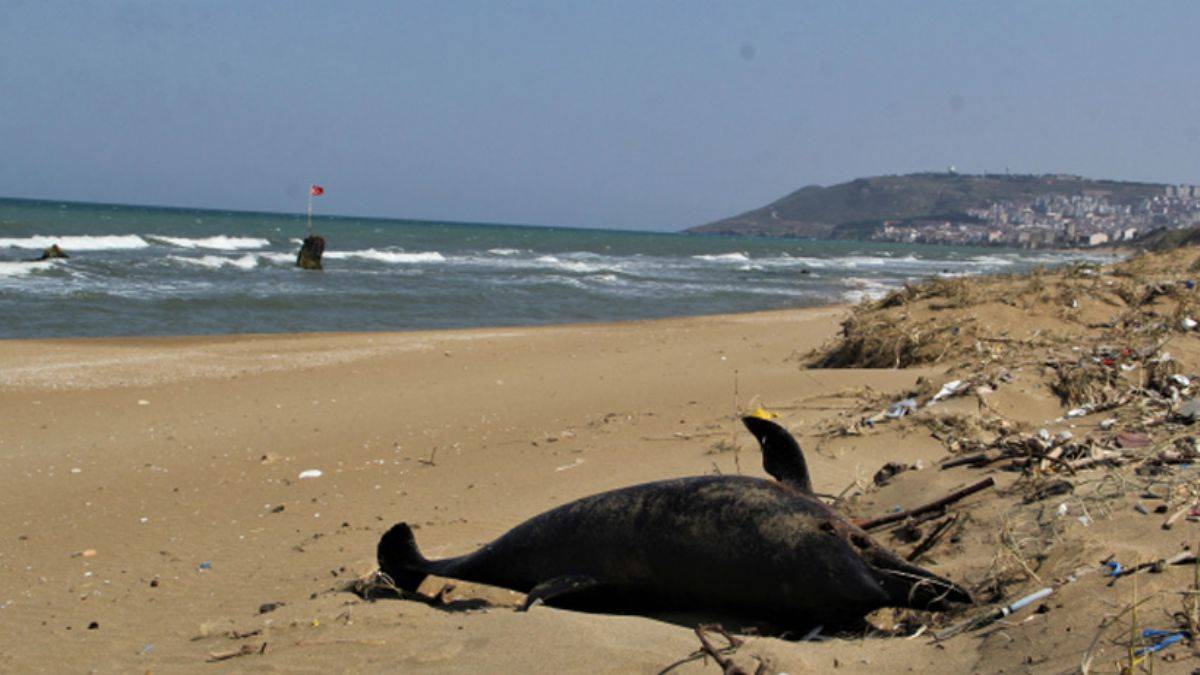 Sinop'ta toplu yunus ölümleri: Sebebi belli oldu
