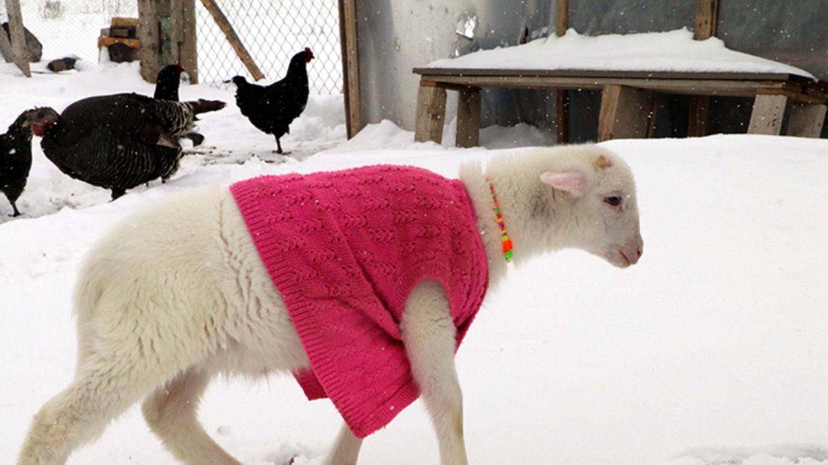 Annesi ölünce 'Orhan'a evde bakıp iyileştirdiler