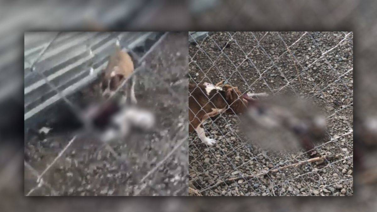 Hayvan barınağında ''köpekler açlıktan birbirini yiyor'' iddiası